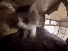 Revehuislol Cat GIF - Revehuislol Cat Kitten GIFs