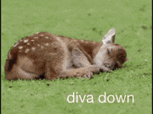 a picture of a deer laying in the grass with the words diva down underneath it