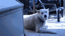 a white dog is chained to a gray box and looking at the camera