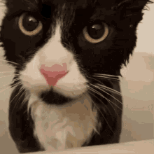 Cat Cat Meme GIF - Cat Cat Meme Yeonsexual GIFs
