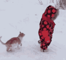 Cat Tackle GIF - Cat Tackle Takedown GIFs