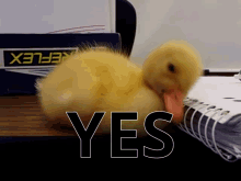 Duck Yes GIF - Duck Yes GIFs