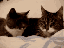 Cats Love GIF - Cats Love Cat GIFs