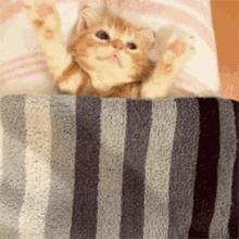 No Sleep Cat GIF - No Sleep Cat Blanket GIFs
