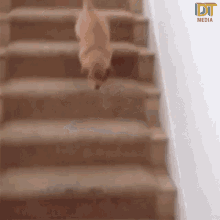 stairs slip