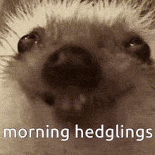 a close up of a hedgehog 's face with the words morning hedgings below it