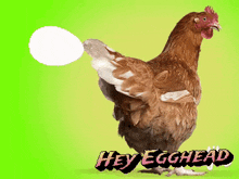 Heyegghead Youreaneggheadlol GIF - Heyegghead Egghead Youreaneggheadlol GIFs