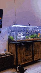 cat fish tank