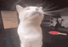 Cat Bleeh GIF - Cat Bleeh Bleh GIFs