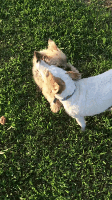 Dogs Cute GIF - Dogs Cute Playing Around GIFs