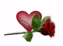 heart heart