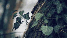 Ivy Tree GIF - Ivy Tree Nature GIFs