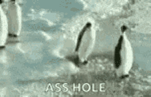 jerk penguin asshole