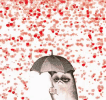 Anti V Day Vdaycards GIF - Anti V Day Vdaycards Cat GIFs