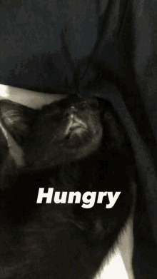 Hungry Reythecatwithforce GIF - Hungry Reythecatwithforce Memes GIFs