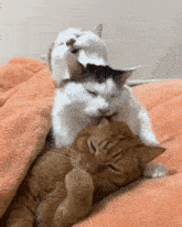Poley Three GIF - Poley Three Cats GIFs