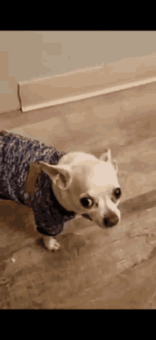 Chihuahua GIF - Chihuahua GIFs