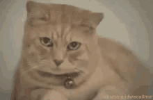 Tear Cat GIF - Tear Cat Sad GIFs