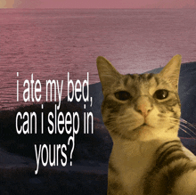 a cat with the words " i ate my bed can i sleep in yours " above it