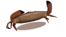crab