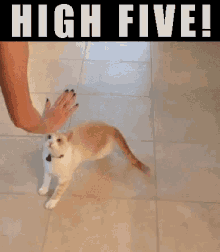 So Cute High Five GIF - So Cute High Five Cat GIFs