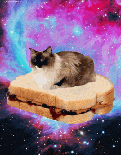 Degenerate Spacecat GIF - Degenerate Spacecat Pbj GIFs