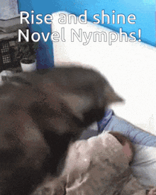 a picture of a cat on a bed with the words rise and shine novel nymphs