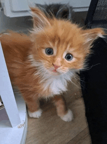 a fluffy orange and white kitten with blue eyes is looking at the camera