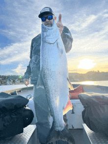 a man on a boat holds a large fish and gives the thumbs up sign