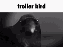 Troller Bird Troll GIF - Troller Bird Troll Crow GIFs