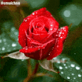 a close up of a red rose with water drops on it 's petals