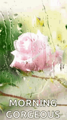good morning gorgeous flower rain love