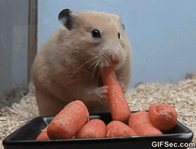 Hamsters Hamster Eating GIF - Hamsters Hamster Eating Hamster Eating Sausge GIFs