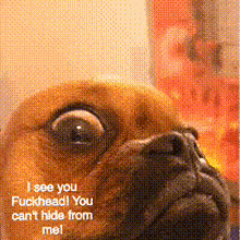 I See You Funny GIF - I See You Funny Dogs GIFs