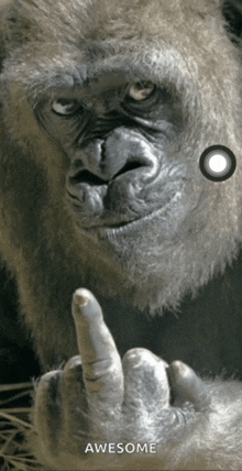 a picture of a gorilla giving the middle finger and the words awesome below it