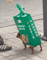 a small dog is wearing a green bag that says pineapple on it