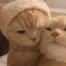 Namkkugi Jikook Cat GIF - Namkkugi Jikook Cat GIFs