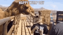 Humpday Happy GIF - Humpday Happy GIFs