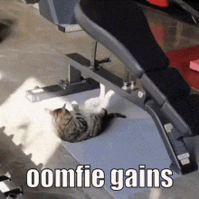 Oomfie Gains GIF - Oomfie Gains Work Out GIFs