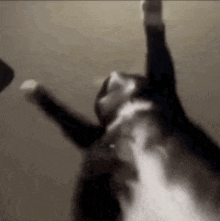 Cat Overweight GIF - Cat Overweight Belly GIFs