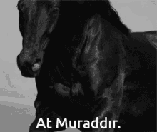 At Muraddır Black GIF - At Muraddır Black Stallion GIFs