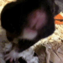 Beanz Sniffle GIF - Beanz Sniffle Hamster GIFs