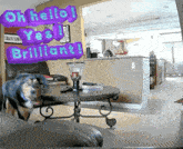 a dog standing in front of a table with the words oh hello yes brilliant on it
