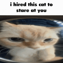 I Hired This Cat To Stare At You Meme GIF - I Hired This Cat To Stare At You Hired Cat GIFs