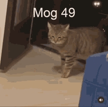 Mog 49 GIF - Mog 49 Mogcat GIFs