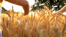 Holding Hands Meadow GIF