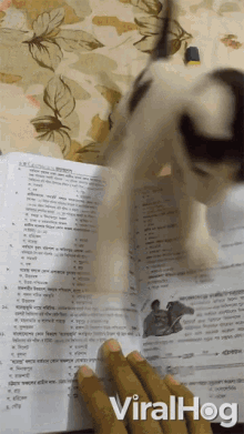 Stop Turn Page GIF - Stop Turn Page Cat GIFs