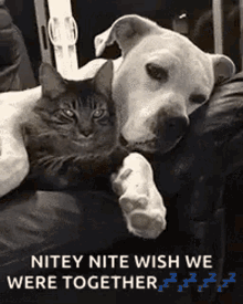 Love Cats GIF - Love Cats Dogs GIFs