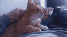 How To Show Affection To Your Cat GIF - How To Show Affection To Your Cat GIFs