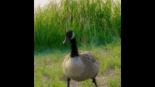 Stupid Ahh Goose GIF - Stupid Ahh Goose GIFs